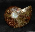 Beautiful Inch Polished Cleoniceras Ammonite #512-1